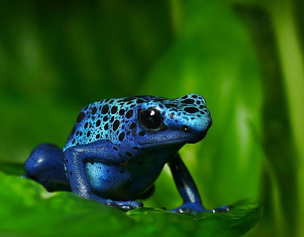 Sapo-Dardo-azul