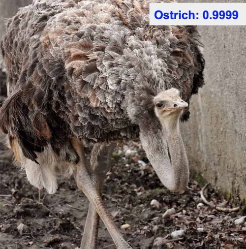 Image classification - ostrich - transfer learning pytorch