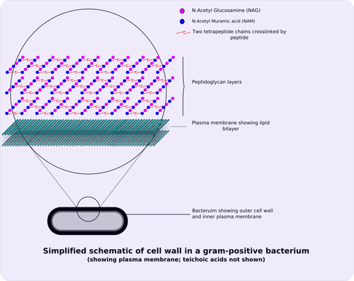 gram positive cellwall schematic