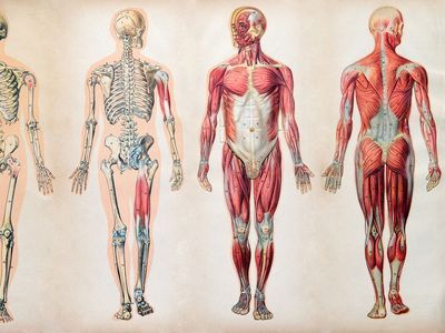 The human body