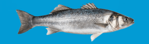 A banner for the subreddit