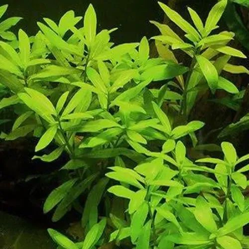 es una de las plantas de tallo más resistentes y fáciles de mantener, ideal para principiantes y expertos. Crece rápido, oxigena el agua y ayuda a prevenir algas, brindando a la vez refugio a peces y camarones. Sus hojas verdes pueden adquirir tonos anaranjados o rosados con buena iluminación, aportando contraste y vitalidad al acuario. Perfecta para fondos o laterales, transforma cualquier montaje en un paisaje natural y dinámico