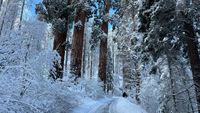 Main highway into Sequoia National Park to be closed - ABC30 Fresno