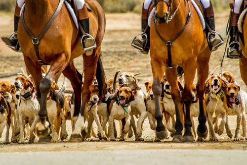 Hounds and Horses Hunting hounds and horses. foxhound stock pictures, royalty-free photos & images