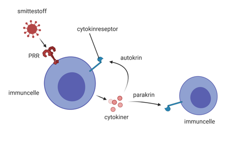 standard cytokiner