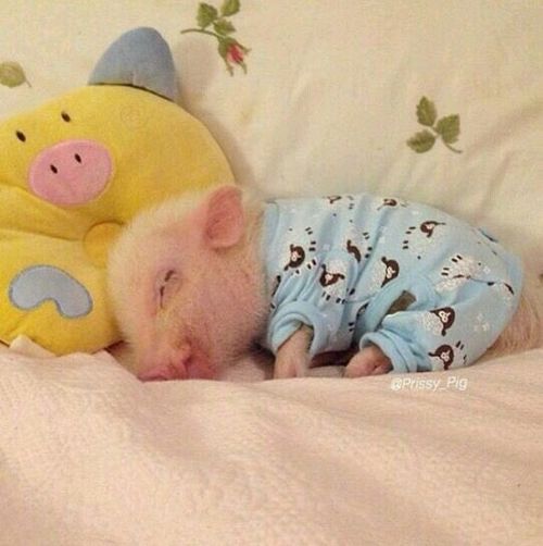 a small pig sleeping on top of a bed next to a stuffed animal