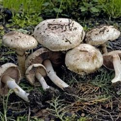 Fotografía Agaricus bisporus (J. E. Lange) Imbach (3 de 3)