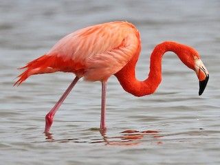American+Flamingo