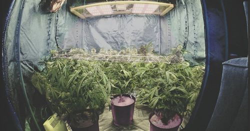 Guía definitiva de herramientas para el cultivo interior