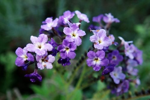 Purple heliotrope flowers growing outside
