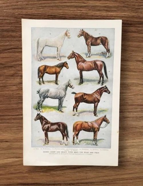 Antique 1920s Agriculture Sport Racing Horse Book Print Picture Horses Breeds - Image 1 of 4