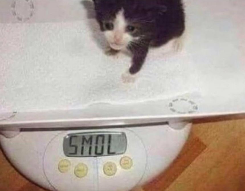 r/sadcats - Why am i so smol
