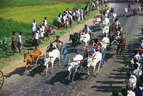 Indian Bullock cart race Tamil Nadu India. Indian bullock cart stock images, royalty-free photos and pictures