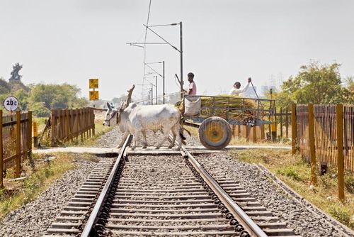 Horizontal landscape of railroad tracks where a bullock cart carrying farm produce crosses a barrier free level crossing. The track is cutting across the rural countryside along the outskirts of Gujarat village towards the city of Surat. Typical scene with litter thrown around. Indian bullock cart stock images, royalty-free photos and pictures