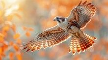 Red-tailed+Hawk