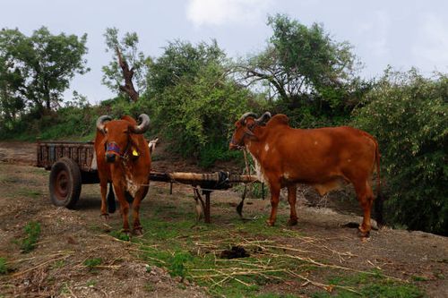 bullock cart bullock cart  at Gir forest Gujarat India bullock cart india stock pictures, royalty-free photos & images