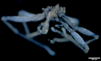 Scientists discover hairy-legged, red-eyed "nightmare fuel" sea spiders - Axios