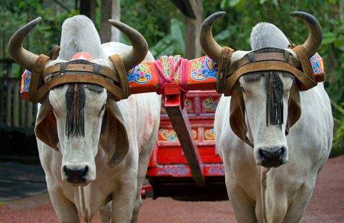 Transport cows Two bulls transporting coffee cart in Costa Rica bullock cart stock pictures, royalty-free photos & images