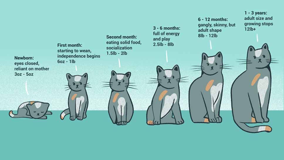 feline-fact-when-do-cats-stop-growing-catgrowth-kittenfacts-paw