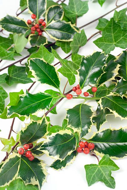 Holly and Ivy holly and ivy stock pictures, royalty-free photos & images