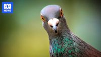 Ig Nobel Prizes awarded for pigeon-guided missiles, butt-breathing pigs and swimming dead trout - ABC News