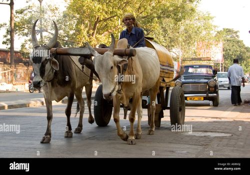Kerosene Delivery by Traditional Bullock Cart Mumbai India - Stock Image