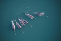 “That puzzled us quite a bit.” Scientists found another astonishing thing about narwhals after X-raying their tusks - BBC Wildlife Magazine