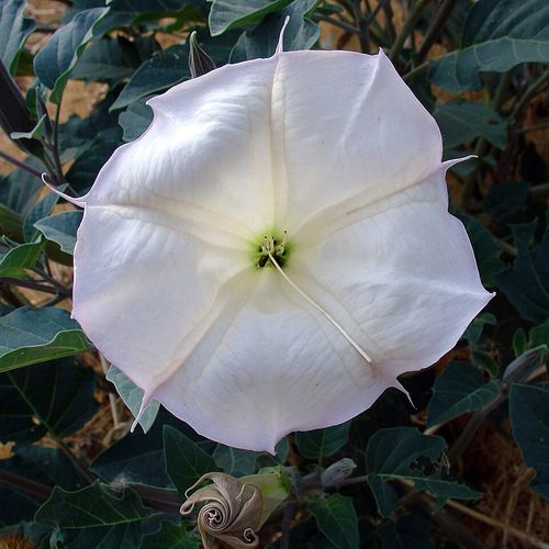 Datura_wrightii_flower2.jpg