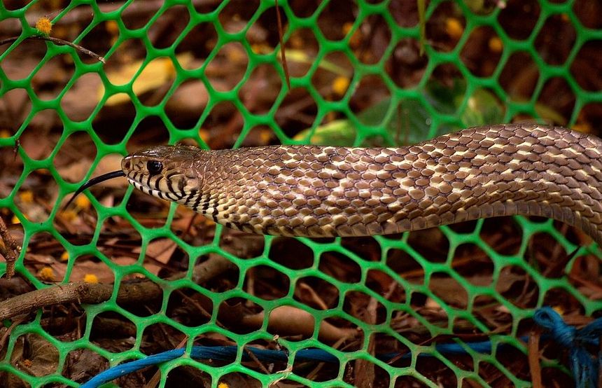 Oriental Rat Snake