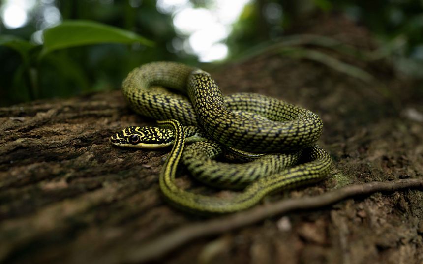 Indian Flying Snake