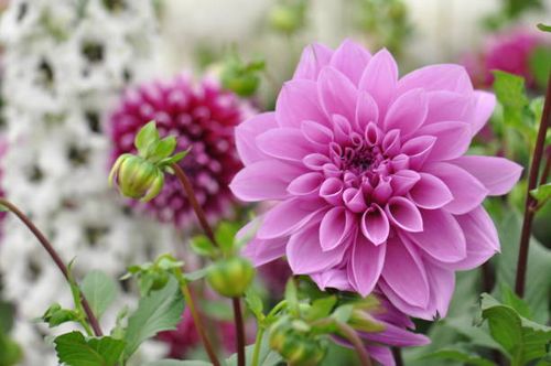 flor de dalia - dalia fotografías e imágenes de stock