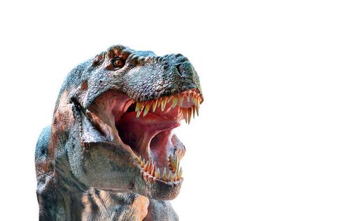 Dinosaur head with open mouth and teeth Dinosaur head with open mouth and teeth, t-rex isolated on white background dinosaur-skin stock pictures, royalty-free photos & images