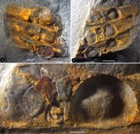 A Permian fossil may reveal the oldest known flowering-plant structure - phys.org