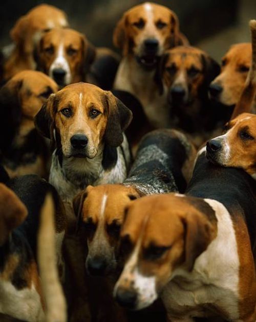 foxhounds owned by the galway blazers - fox hunt around 1900 stock pictures, royalty-free photos & images