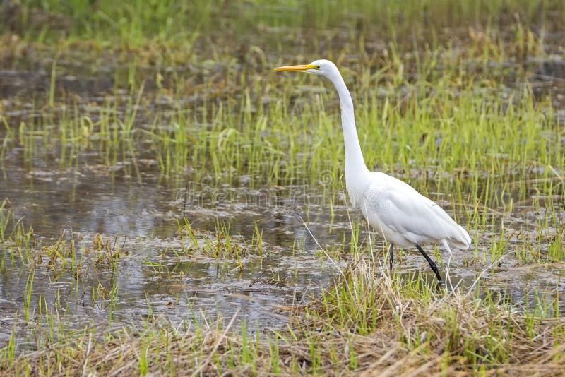 Great Egret