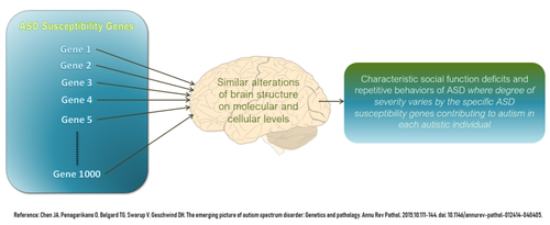 autism susceptibility genes effect on brain structure