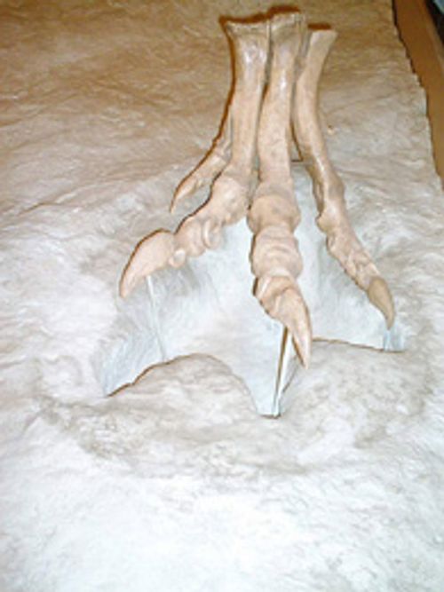 dinosaur footprints