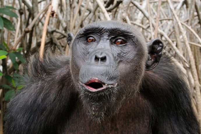 Chimpanzé commençant une vocalise.