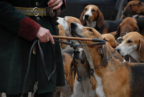 fox hunting dogs waiting for a fox hunting with their owner fox hunting stock pictures, royalty-free photos & images