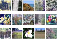 Nature's color palette explains why everything we see is a mix of red, yellow, green and blue - Phys.org