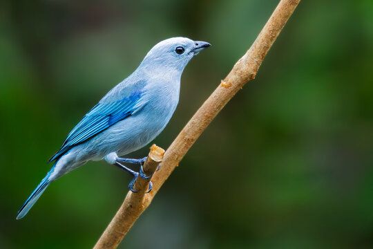 Blue-grey Tanager