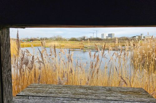 The Greenwich Peninsula Ecology Park