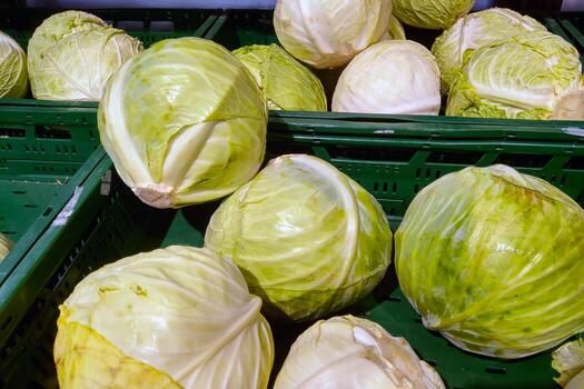 Fresh Green Cabbages in Grocery Store Crates - Farmers Market Organic Produce photo