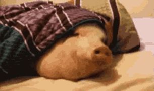 a stuffed animal is laying on a bed with a blanket on its head .