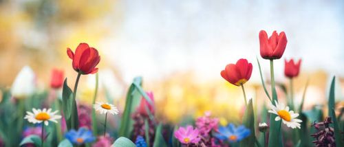 Colorful spring flowers