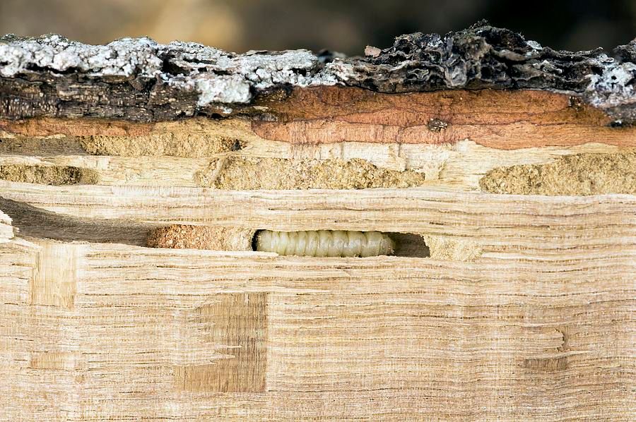 Wood-boring Insect Larva Photograph by Jeremy Walker