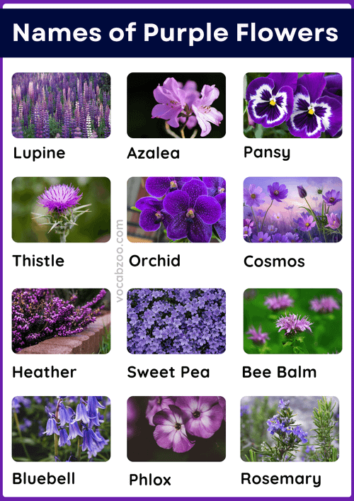 50 Purple Flowering Plants Names in English and Pictures