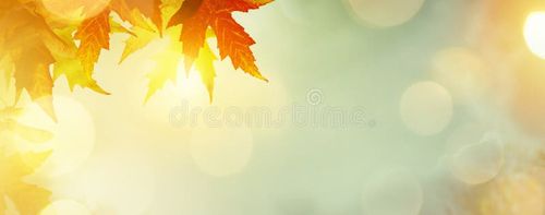 Abstract nature autumn Background with yellow leaves. Nature stock images, royalty-free photos and pictures