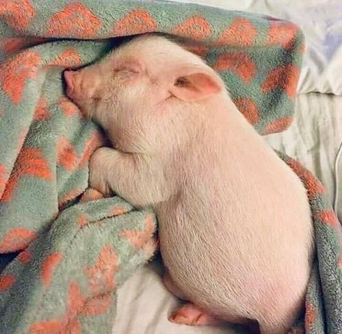 Sound sleep little baby~ . . .  #pig #pigs #piglet #cutepig #pigpub  #instapig #pigofinstagram #minipig #pigfans … | Cute baby pigs, Cute piglets, Cute baby animals