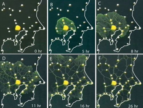 Slime mold: el organismo que supera a los algoritmos humanos